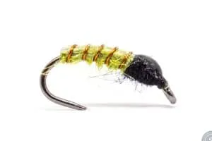 Czech Larva Fly