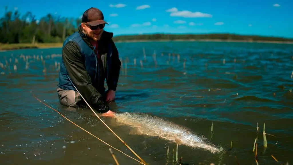 Big Pike caught on fly