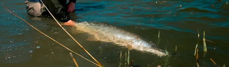 Big Pike caught on fly