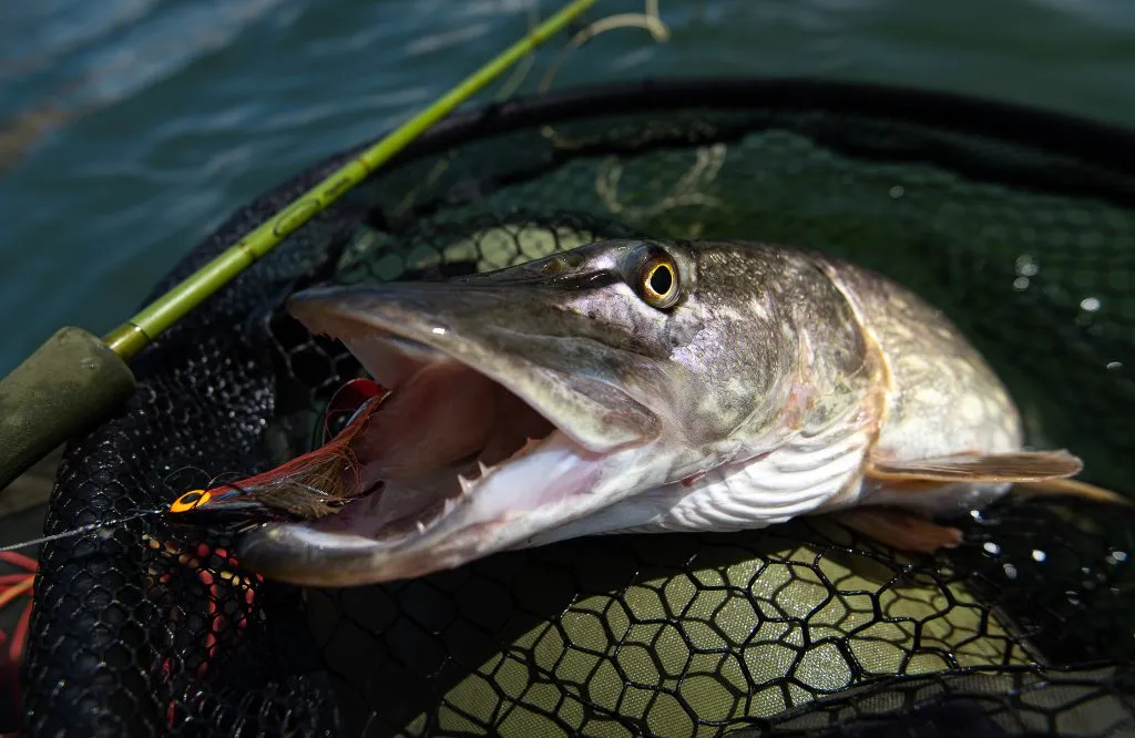 Pike feeding hard on a pike fly