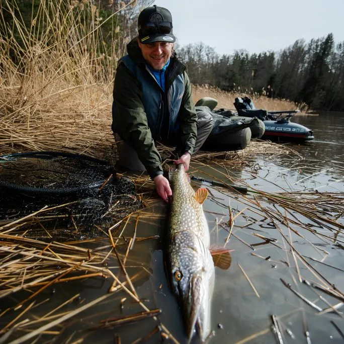Massive pike, fly fished from a belly boat