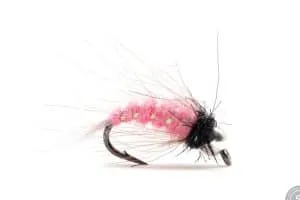 Pink Grayling BH