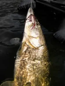 Pike Flies