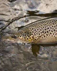 Sea Trout Wet Flies